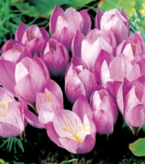 Krókus Zonatus - Crocus Zonatus - hľuzy krókusu - 3 ks