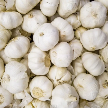 Sadbový Cesnak Messidrome biely - Allium sativum - nepaličiak - cibuľa cesnaku - 1 balenie