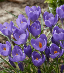 Krókus Aqua - Crocus - hľuzy krókusu - 3 ks