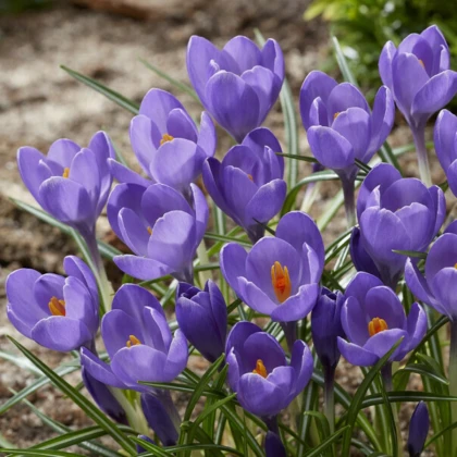 Krókus Aqua - Crocus - hľuzy krókusu - 3 ks