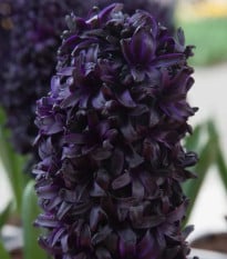 Hyacint Midnight Sky - Hyacinthus - cibuľa hyacintu - 1 ks