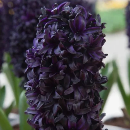 Hyacint Midnight Sky - Hyacinthus - cibuľa hyacintu - 1 ks