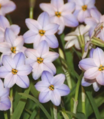 Jarná hviezdička Rolf Fiedler - Ipheion uniflorum - cibuľky ifejonu - 5 ks