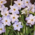Jarná hviezdička Rolf Fiedler - Ipheion uniflorum - cibuľky ifejonu - 5 ks