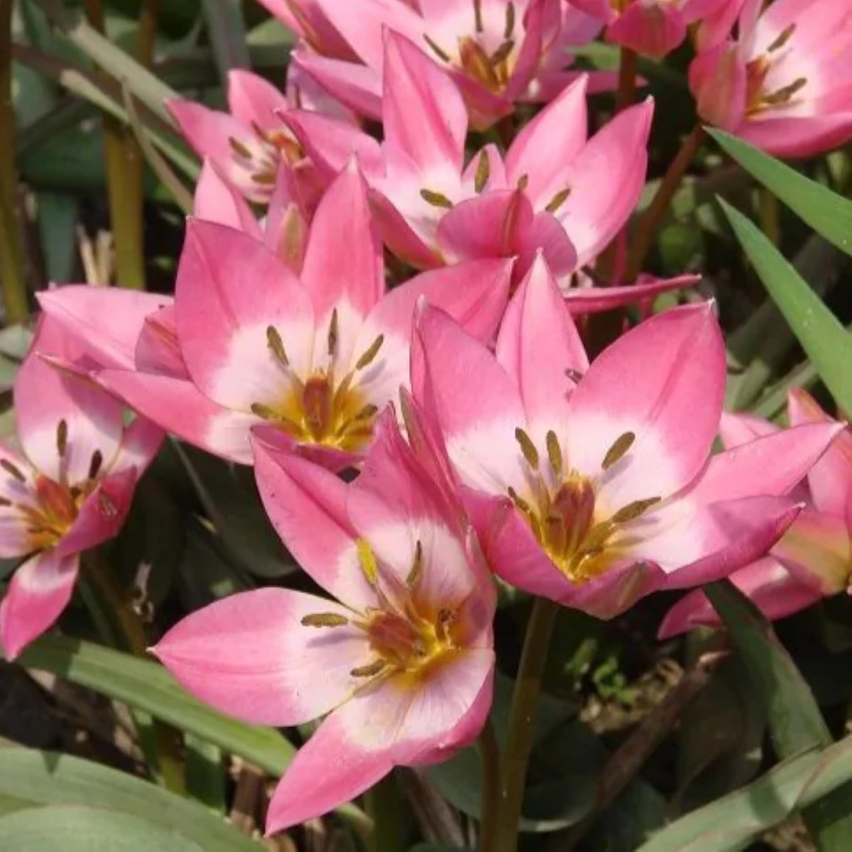 Tulipán Aucheriana - Tulipa - cibuľa tulipánu - 3 ks