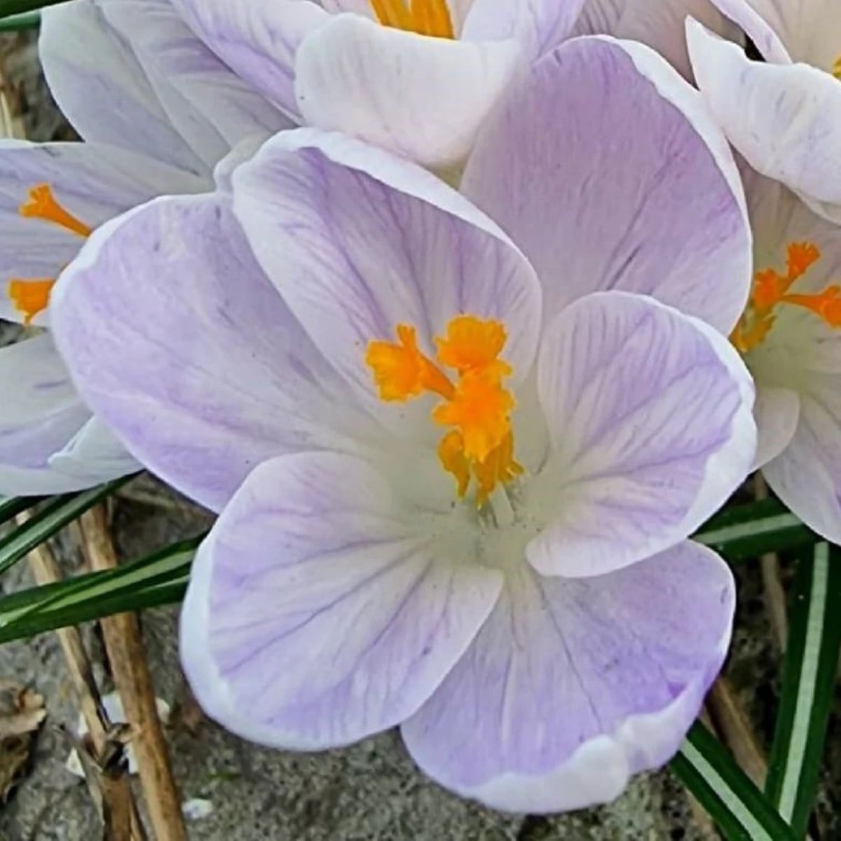 Krókus Candle Light - Crocus - cibuľa krókusu - 3 ks