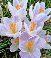 Krókus Candle Light - Crocus - cibuľa krókusu - 3 ks