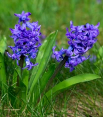 Hyacint Blue Pearl - Hyacinthus - cibuľa hyacintu - 1 ks