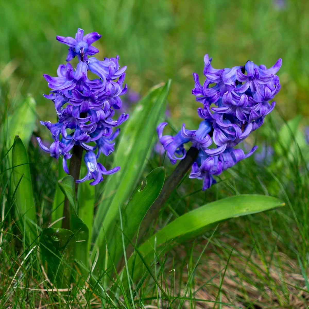 Hyacint Blue Pearl - Hyacinthus - cibuľa hyacintu - 1 ks
