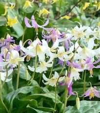 Kandík zmes - Erythronium - cibuľa kandíka - 3 ks