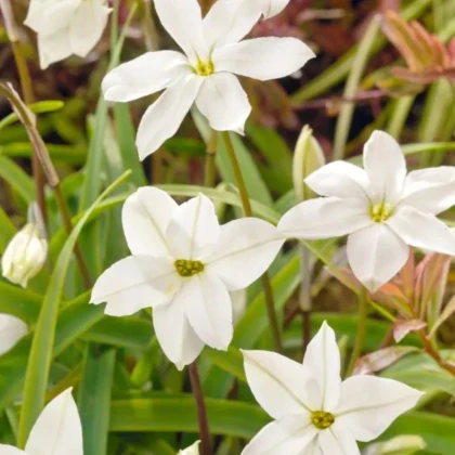 Jarná hviezdička Alberto Castilo - Ipheion uniflorum - cibuľky ifejonu - 5 ks