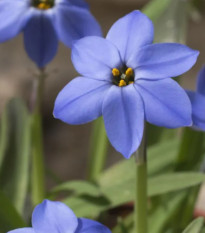 Jarná hviezdička Jessie - Ipheion uniflorum - cibuľky ifejonu - 5 ks