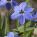 Jarná hviezdička Jessie - Ipheion uniflorum - cibuľky ifejonu - 5 ks