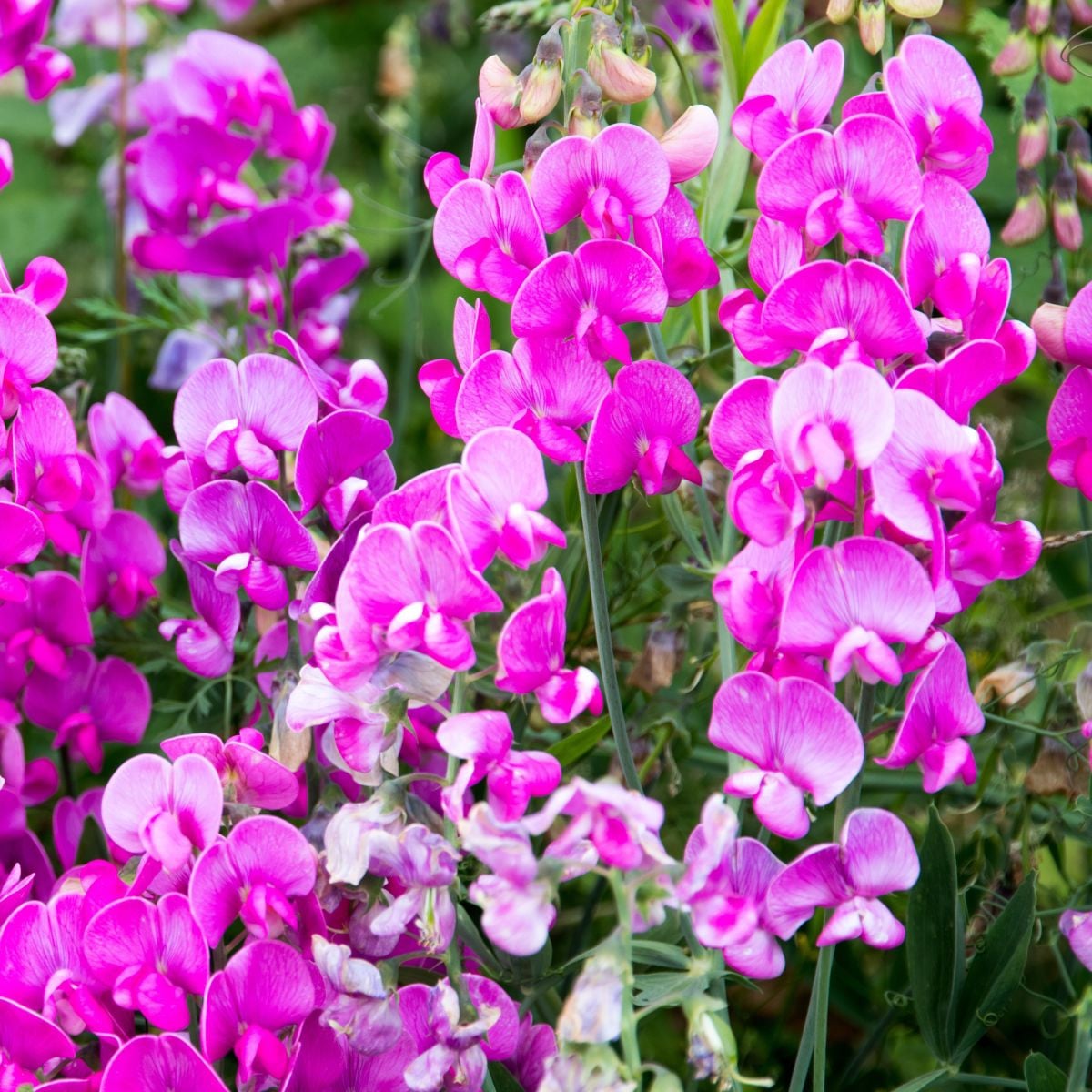 Hrachor voňavý ružový - Lathyrus odoratus - semená - 20 ks