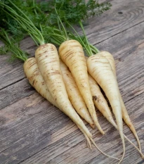 BIO Mrkva biela Küttiger - Daucus carota - bio semená mrkvy - 200 ks