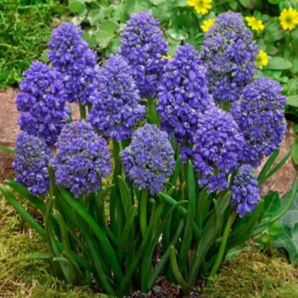 Modrica arménska Fantasy Creation - Muscari armeniacum - cibuľa modrice - 5 ks