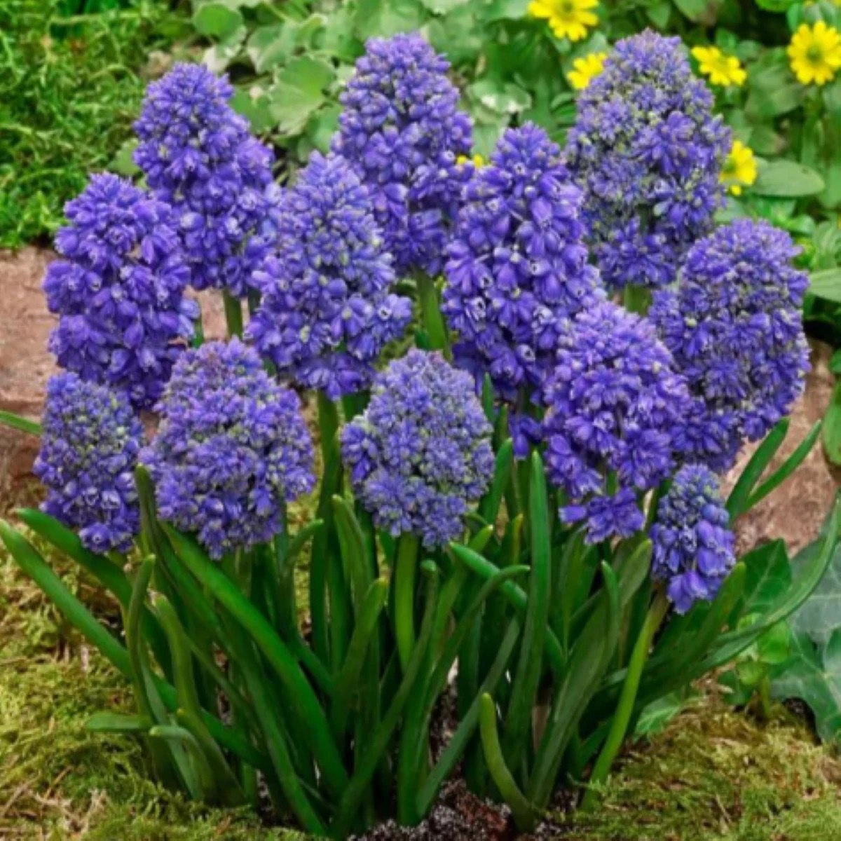 Modrica arménska Fantasy Creation - Muscari armeniacum - cibuľa modrice - 5 ks