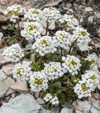 Hornička alpínska biela - Pritzelago alpina - semená horničky - 20 ks