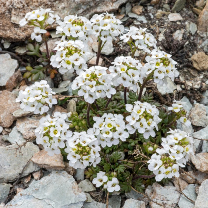 Hornička alpínska biela - Pritzelago alpina - semená horničky - 20 ks