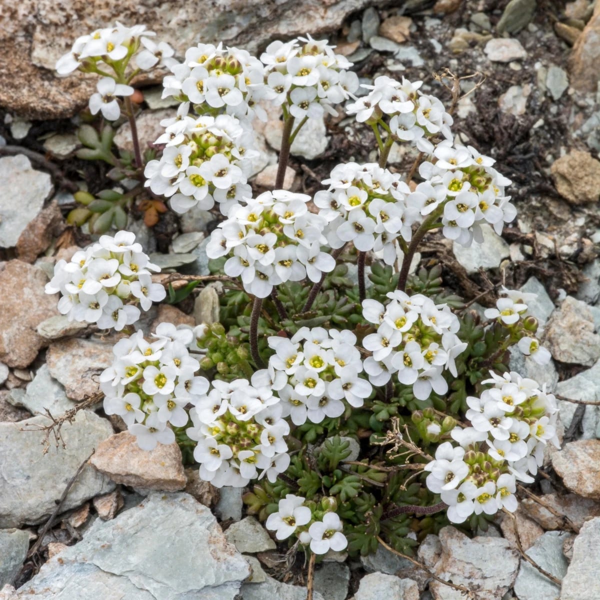 Hornička alpínska biela - Pritzelago alpina - semená horničky - 20 ks