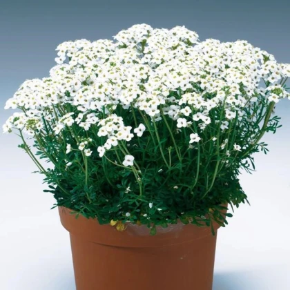 Hornička alpínska biela - Pritzelago alpina - semená horničky - 20 ks