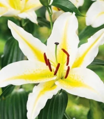 Ľalia Bafferari - Lilium - cibuľa ľalia - 1 ks