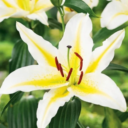 Ľalia Bafferari - Lilium - cibuľa ľalia - 1 ks