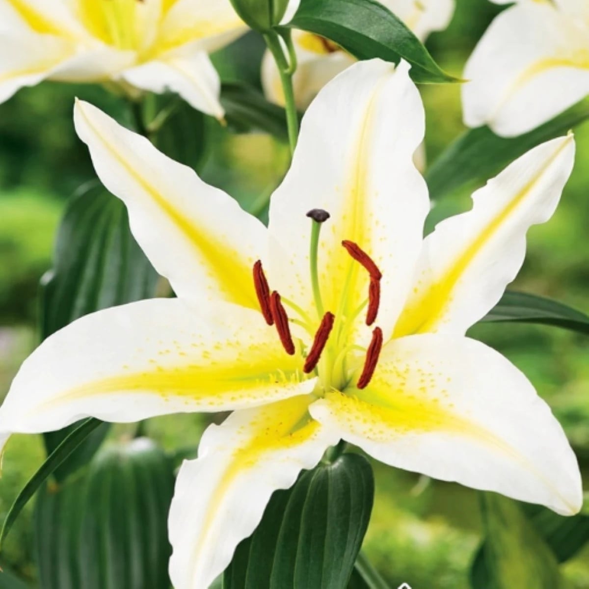 Ľalia Bafferari - Lilium - cibuľa ľalia - 1 ks
