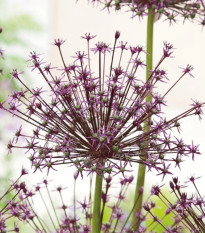 Cesnak Toabago – Allium – cesnaky – cibuľa – pestovanie