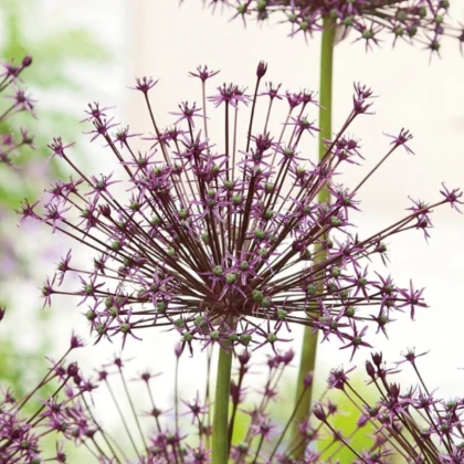 Cesnak Toabago – Allium – cesnaky – cibuľa – pestovanie