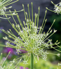 Cesnak Arctic Snow - Allium - cibuľa okrasného cesnaku - 2 ks