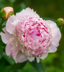 Pivónia Angel Cheeks - Paeonia - hľuzy pivónie - 1 ks