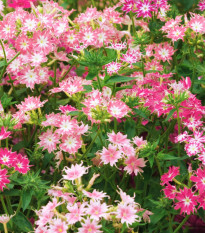 Plamienka Drummondova zmes farieb - Phlox drum. mix - semená plamienky - 100 ks