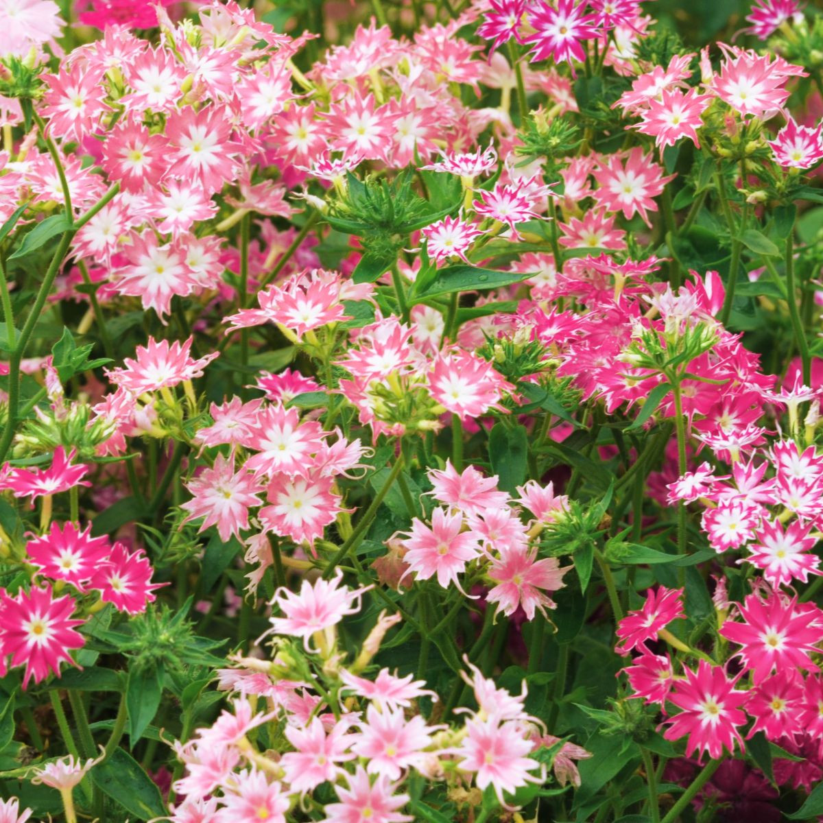 Plamienka Drummondova zmes farieb - Phlox drum. mix - semená plamienky - 100 ks