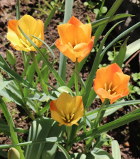 Tulipán Bronze Charm - Tulipa - cibuľa tulipánov - 3 ks