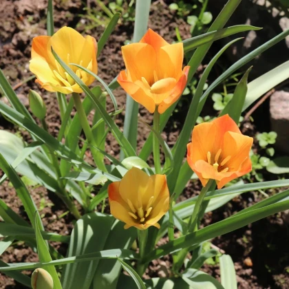 Tulipán Bronze Charm - Tulipa - cibuľa tulipánov - 3 ks