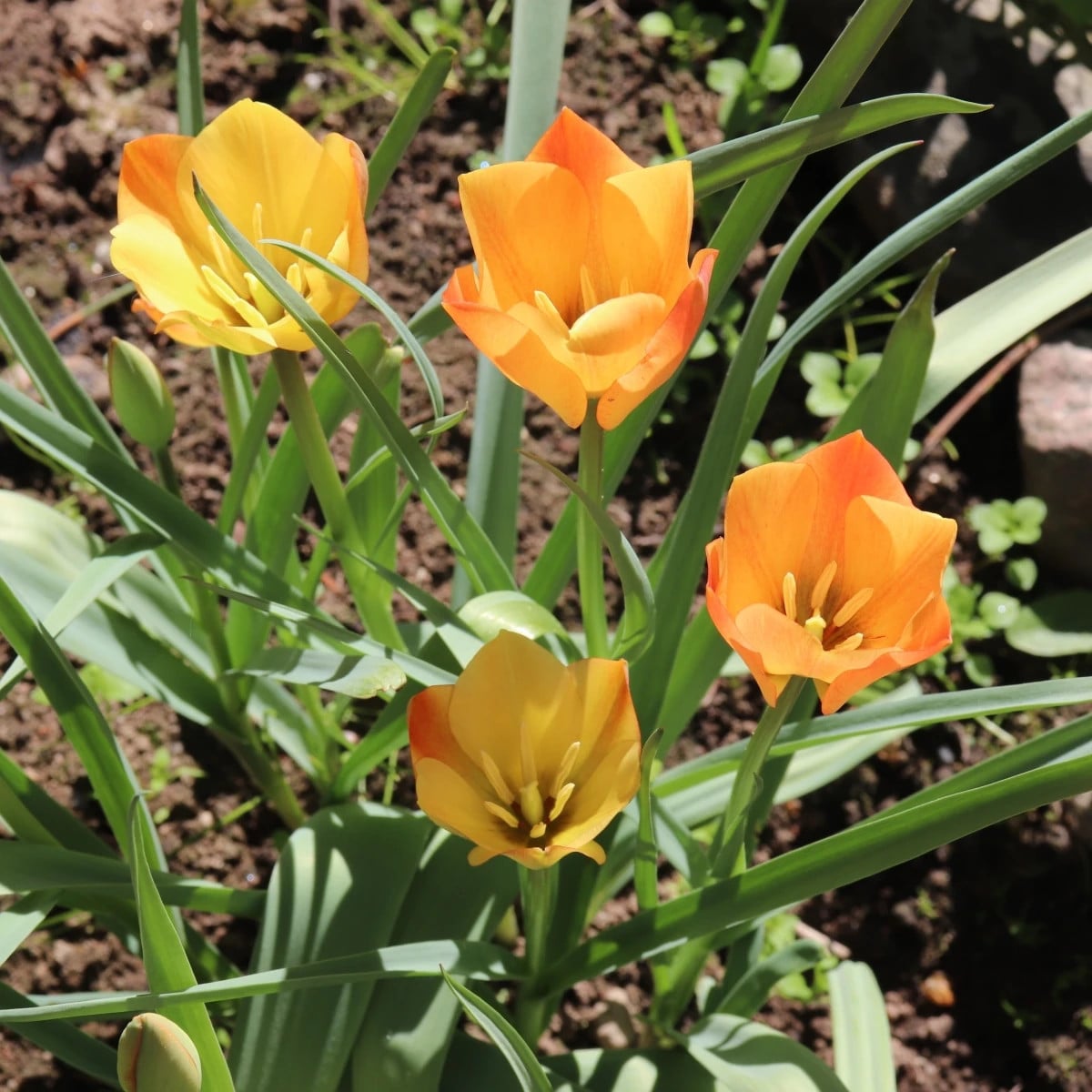 Tulipán Bronze Charm - Tulipa - cibuľa tulipánov - 3 ks