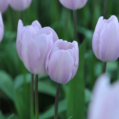 Tulipán Silver Cloud - Tulipa - cibuľa tulipánov - 3 ks