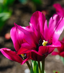 Tulipán Night Club - Tulipa - cibuľa tulipánu - 3 ks