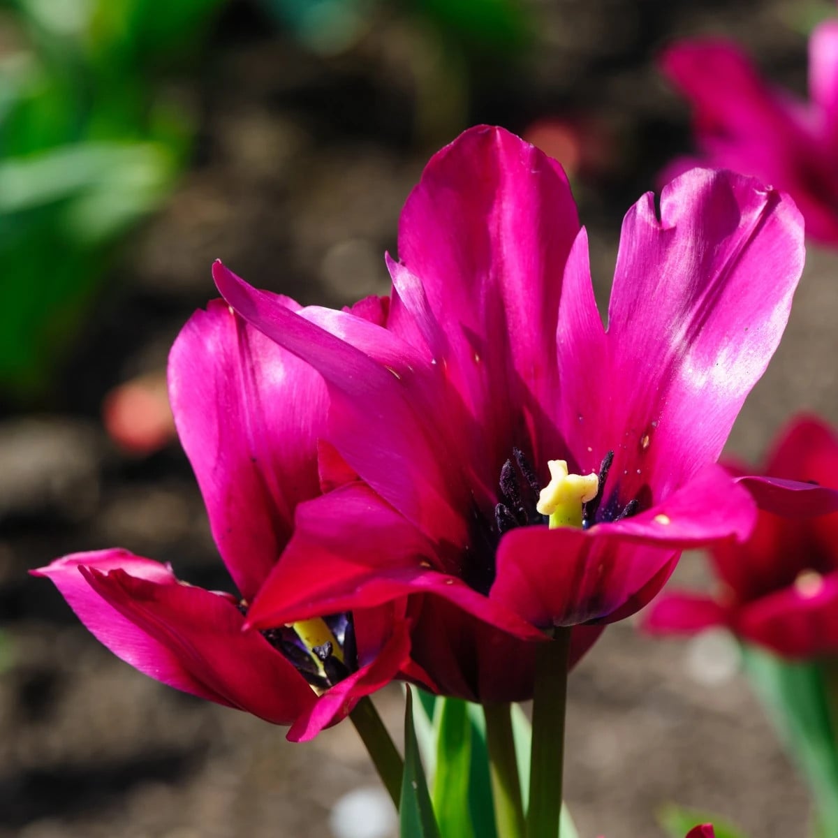 Tulipán Night Club - Tulipa - cibuľa tulipánu - 3 ks