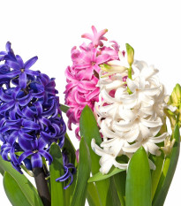 Zmes hyacintov - Hyacinthus mix - cibuľa hyacintu - 5 ks