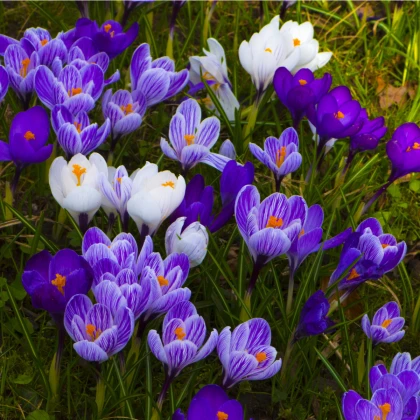 Zmes krókusov - Crocus mix - hľuzy krókusu - 15 ks