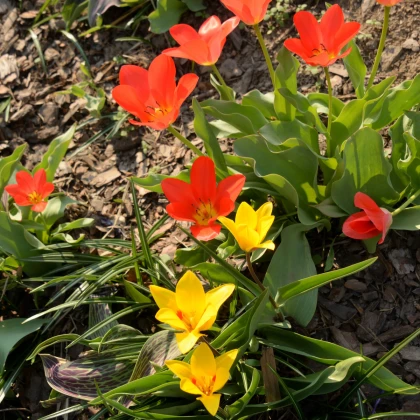 Zmes tulipánov - Tulipa mix - cibuľa tulipánu - 15 ks