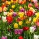 Zmes tulipánov - Tulipa mix - cibuľa tulipánu - 15 ks