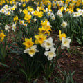 Zmes narcisov - Narcissus mix - cibuľa narcisu - 15 ks