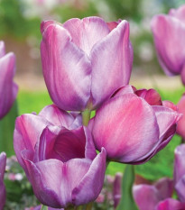 Tulipán Blue Heaven - Tulipa - cibuľa tulipánu - 3 ks
