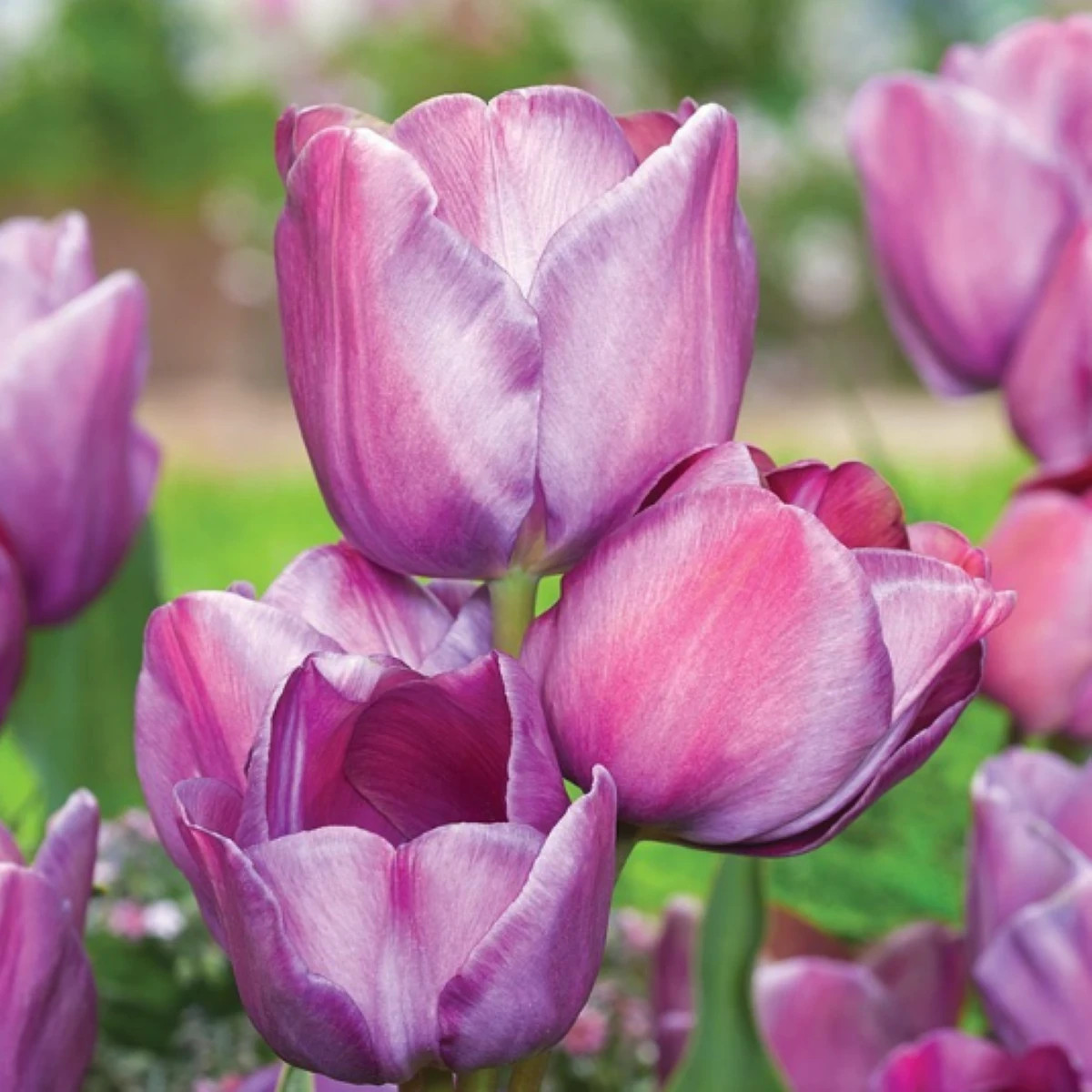 Tulipán Blue Heaven - Tulipa - cibuľa tulipánu - 3 ks