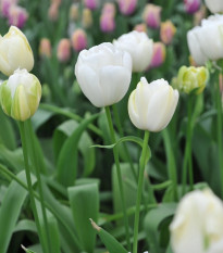 Tulipán Maureen - Tulipa - cibuľa tulipánu - 3 ks