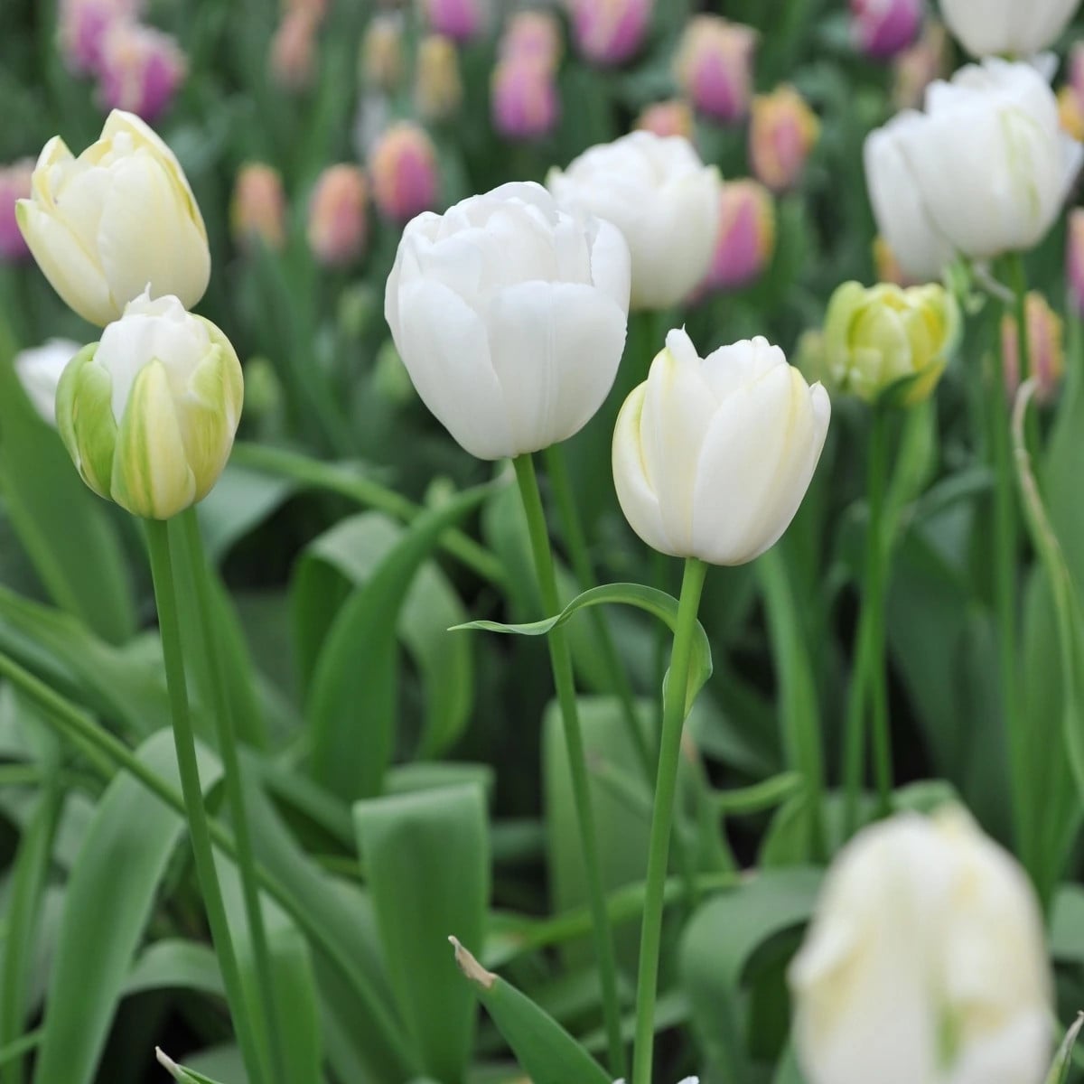 Tulipán Maureen - Tulipa - cibuľa tulipánu - 3 ks