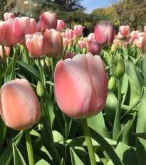 Tulipán Gabriella - Tulipa - cibuľa tulipánov - 3 ks